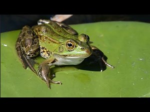 Amphibian Adventures: A Build the Change Virtual Field Trip