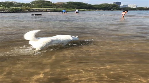Beach Ball Time Makes This Dog’s Day Complete