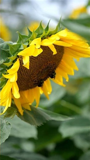 Bees See Colors Humans Can’t!