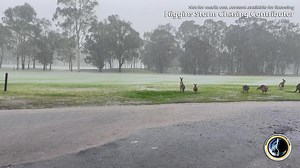 Hervey Bay is copping a drenching, and it looks like the local roos are enjoying the much needed rain! Video sent into HSC by Peter F. Licensing available via Severe Weather Australia | Higgins Storm Chasing