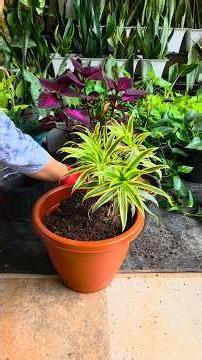 Moving Propagated Cuttings of Song of India Plant to bigger Planter.
