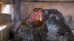 Hen hatching. the hen is hatching the egg in the coop. hatching the egg. Close up hens chicken. Cute hen's. Black hen is hatching the egg. Pets animals