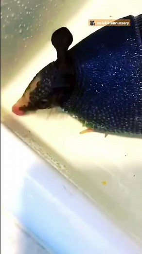 Baby Armadillo Jumps Into Her Mom's Showers | The Dodo