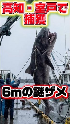 【高知・室戸岬】体長6mの“メガマウスザメ”が定置網に…人食い？前兆？ ￼