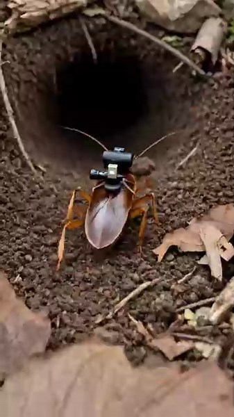Cockroach POV: Inside a Giant Underground Colony  | Hidden Nature Documentary