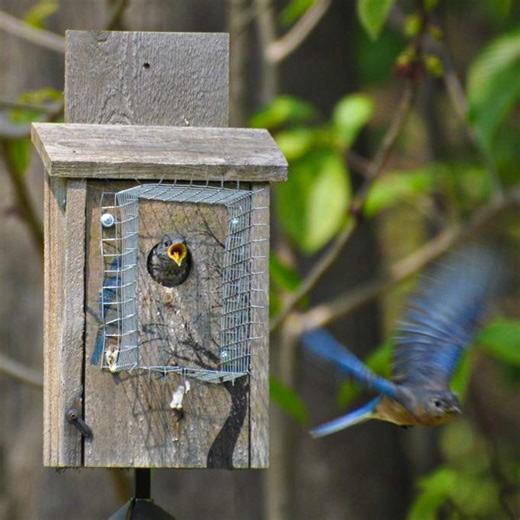 This is why your birdhouse needs a predator guard