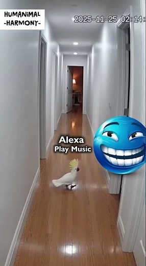 😂 2AM Prank: Parrot Tells Alexa to Play Loud Music 🎶😂 #alexa