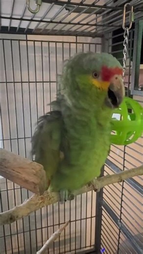 #parrot #birds #pets #cotorro #cute #animals #prettybird #loro