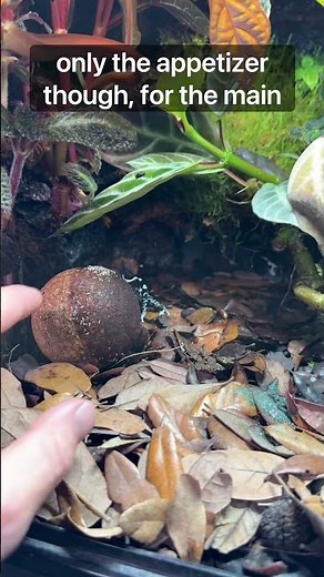 Springtail Corkball | Poison Dart Frogs! #fyp #youtubeshorts #bioactive
