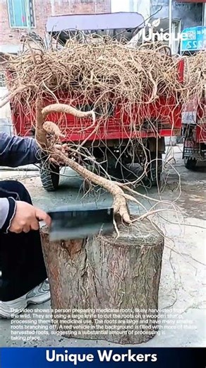 Preparing Medicinal Roots: Cutting and Processing Wild Harvest