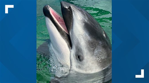 SeaWorld San Antonio welcomes new dolphin
