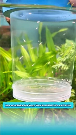 How an Isolation Box Keeps Your Small Fish Safe and Thriving