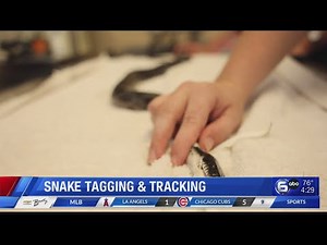 Snake Tagging and Tracking