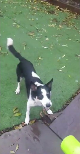 Border Collies Jumping for Bubbles || ViralHog