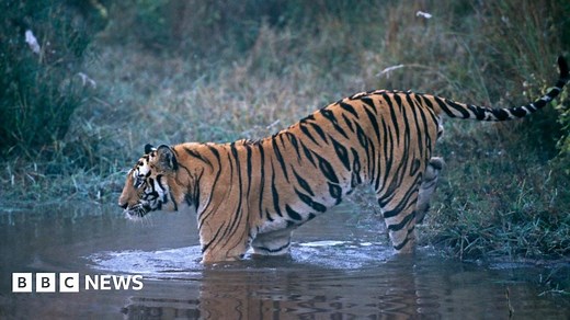 Tiger that killed nine people in India shot dead