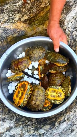 Amazing Turtle catching 🐢😱