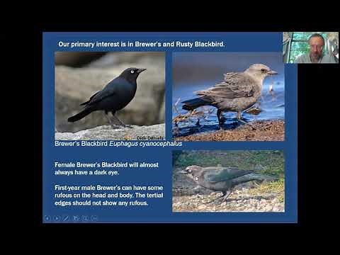 Mini-Tutorial: Brewer's and Rusty Blackbirds (plus other blackbirds)