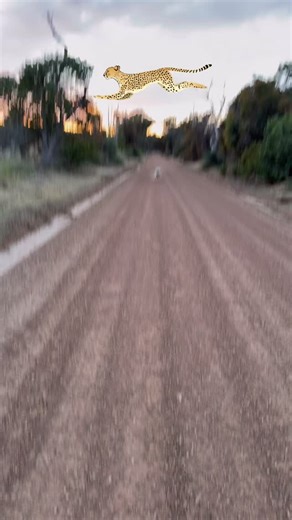 Sorsha on Instagram: "So this happened … nearly broke Mummy nose as she was taking photos of the pretty sunrise when I decided to make a run for it. Nearly collapsed myself because when I get to run … I run …and run … and run .. I can’t stop. Good thing for Mum is … 1. I only run for like ten minutes max 2. I run so far and hard I’m asleep the rest of the day. 3. I do come back with in ten minutes can’t run full tilt any longer than that. 4. I run so fast no snake or fox or kangaroo can catch me