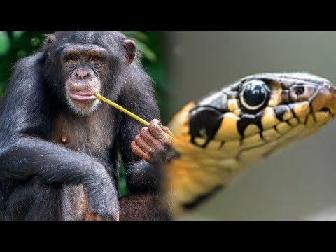 A visit to Kumasi Zoo prt2 #zoo #tour #tourism