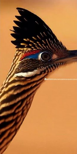 Fastest Bird Alive! Road Runner Chasing Lizard at Extreme Speed 🏃‍♂️🦎 | Desert Wildlife Shorts