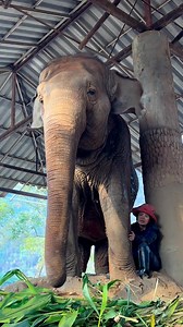 73K views · 10K reactions | The amazing friendship between Elephant Nature Park’s founder Lek Chailert and rescued elephant Fah Mai. An incredible display of love and trust between a human and an animal.  Via @elephantnaturepark (IG)  #WorldAnimalNews Peace 4 Animals | World Animal News | Facebook