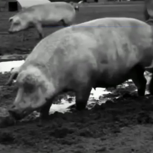 Animal Farm by George Orwell - Summary and Analysis