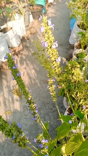 chia seeds flower#waz #garden #gardening