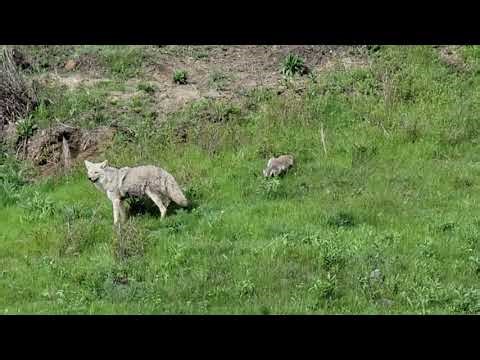 Yellowstone Coyote hunting with a Badger.