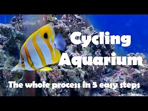 Cycling Reef aquarium, tank cycle in 5 easy steps
