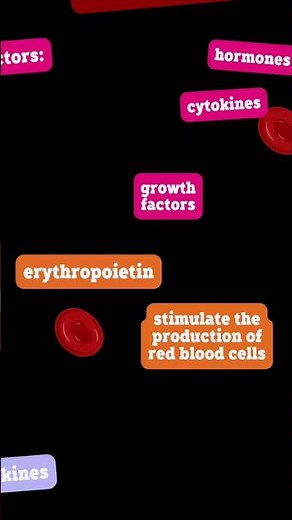 How Bones Make Blood?