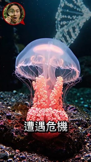 燈塔水母能直接從成年變回幼兒狀態重新開始。這種轉化能無限循環，達成生物學上的真正永生 #科普 #知識 #知識分享 #常識 #學習 #oddplanet #水母 #永生