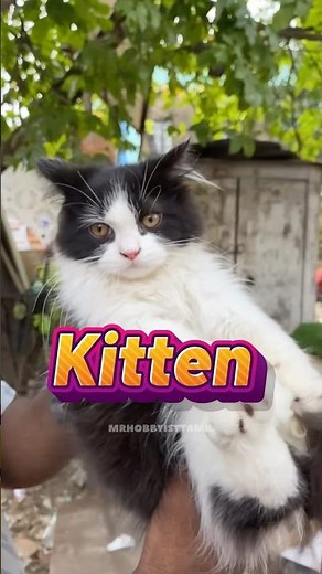 Kittens Care Guide 🐾 | Complete Kitten Care Tips for Beginners | Mr Hobbyist Tami