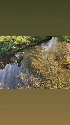 How lucky are we to live in such a beautiful area? A fabulous 4 mile walk round Easton & Avington wandering past a few of the gorgeous properties we have for sale at the moment and culminating in a delicious lunch at The Chestnut Horse. | Hellards Estate Agents