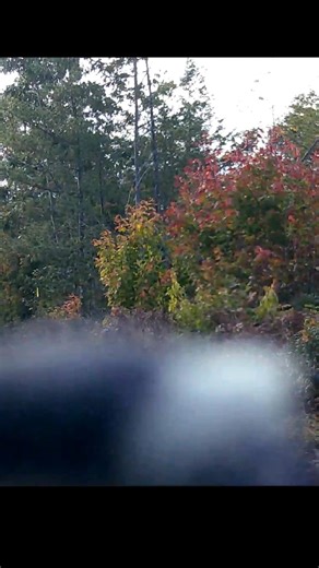 5.9K views · 31 reactions |  Brutal Attack Caught on Camera!  Our poor trail cam never saw it coming… A Downy (or maybe Hairy?) Woodpecker decided to go full UFC mode on the lens at the Cross Trail near Corner Pin. Peck. Peck. PECK. 壘 I think it’s safe to say the woodpecker won this round. | Backyard Wildlife Maine | Facebook