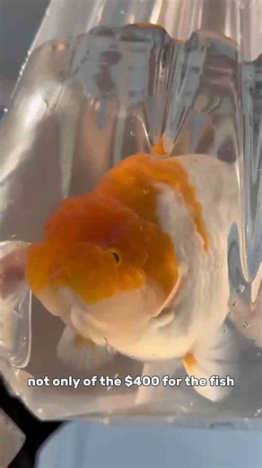 What if my goldfish arrive dead? | DOA policy and what to do next