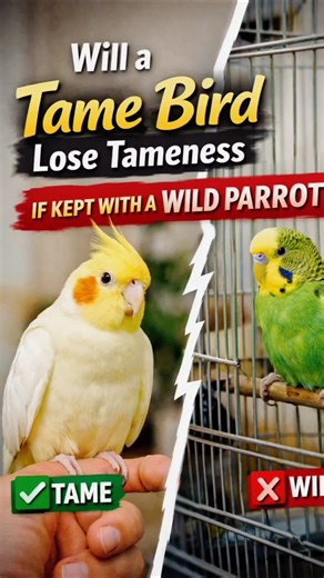 Will a Tame Parrot Lose Its Trust if kept with wild bird ? #tamedparrot #cockatielcare #Shorts 🐦💛