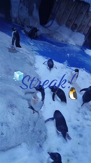 Streak at VinWonders Phu Quoc: Penguin Ice Adventure