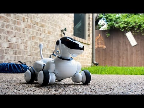 Gizmo the Smart Puppy