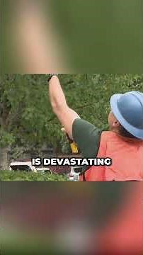 Emerald ash borers emerge in Oregon weeks early