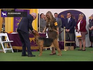 Bloodhounds | Breed Judging 2020