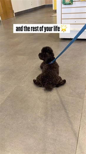 Pov:Your dog is your soulmate 💋🐶#youtubeshorts #cutedogs #dogs