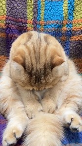 貓咪的迷惑行為 #Threebaby #貓星人 | Threebaby精品