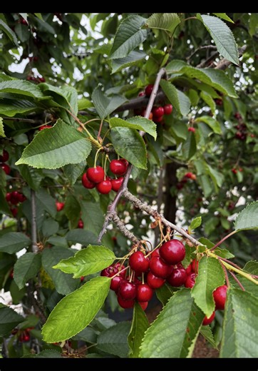 thecastletonfarm on TikTok