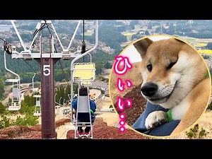 This adorable Shiba Inu is surprised by the spectacular view that unfolds before his eyes.