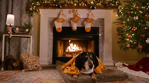 185K views · 9.3K reactions | Smokey X has retired from duty and is ready to sit by the fire. Join him for eight straight hours of Smokey's Yule Log. tiny.utk.edu/yule-log | University of Tennessee, Knoxville | Facebook