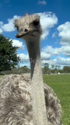 Ostrich पत्थर क्यू खाते है? | क्या है इसके पीछे का राज? | Scientific Mystery Explained in Hindi #OstrichFacts #OstrichMystery #ScienceInHindi #AnimalBehavior #BirdsEatingStones #WildlifeInHindi #ShutarMurgh #HindiExplainer #DigestionSystem #GizzardFunction #StoneEatingBird #WildlifeSecrets #InterestingFacts #BiologyInHindi #AnimalScience #BirdsOfAfrica #DesertAnimals #NatureSecrets #WildlifeDocumentary #HindiScienceVideo #ScientificFact #HindiVideo #WildAnimals #BirdFacts #UnbelievableFacts #Kno