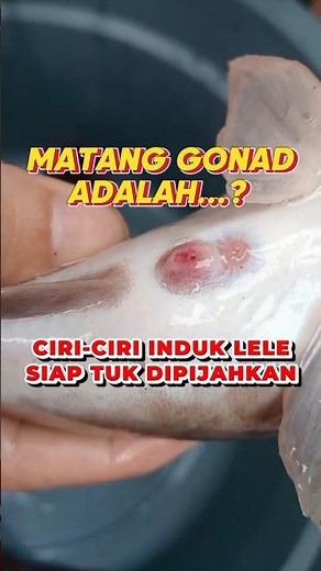 Characteristics of MATURE GONAD catfish broodstock ready to spawn