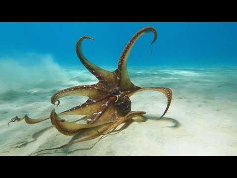 Hawaii Reef Fish Identification | Parrotfish, Octopus, Dolphins and more!