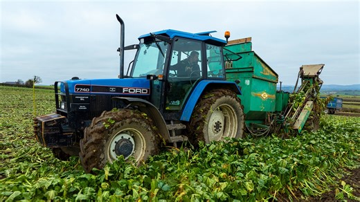 21K views · 229 reactions | Fodder Beat harvest in full swing as I...