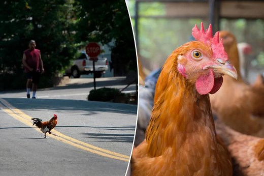 People are just learning the true meaning behind ‘Why did the chicken cross the road’ joke